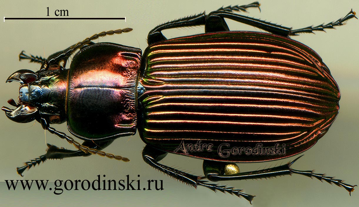 http://www.gorodinski.ru/carabidae/Trigonognatha sp.3.jpg